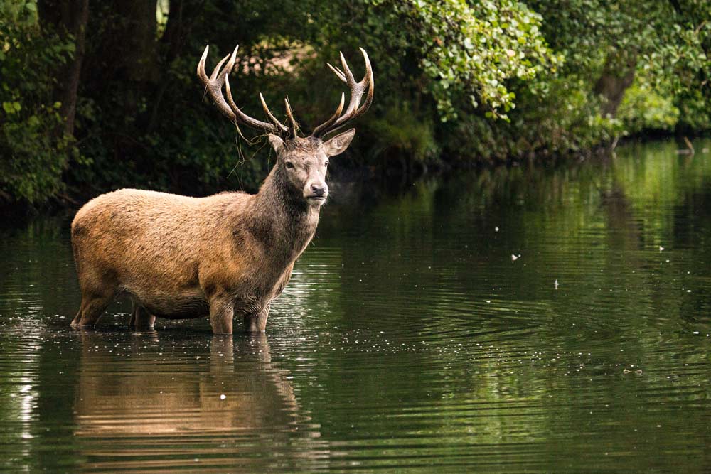 Deer bathing in water